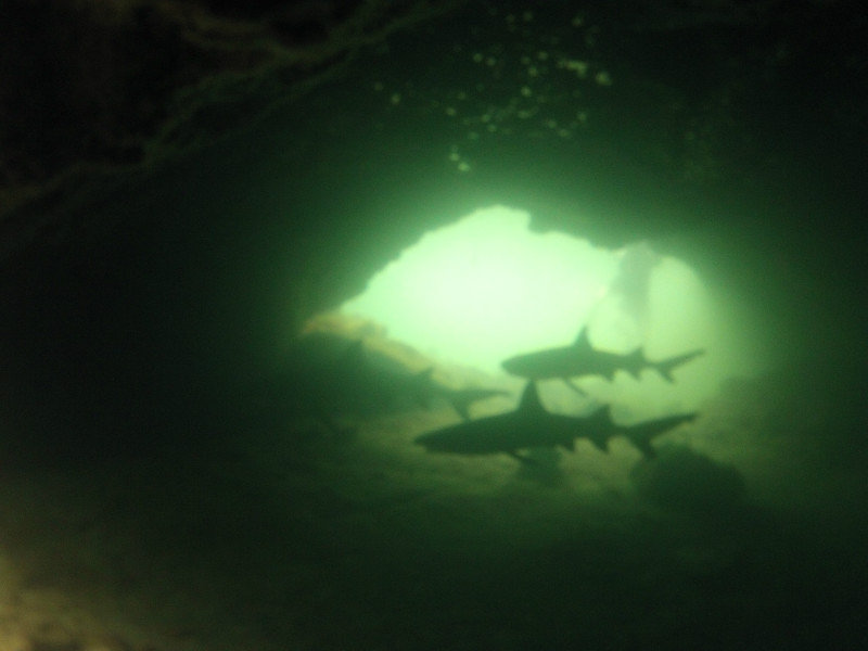 Reef sharks in a cave I