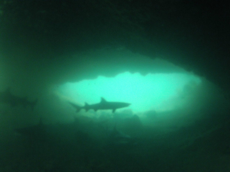Reef sharks in a cave II