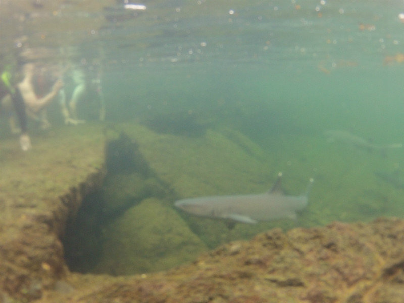 This reef shark's diet is primarily tourist ankles