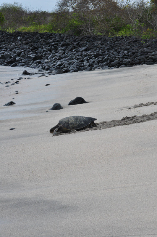 Turtle not happy with this beach