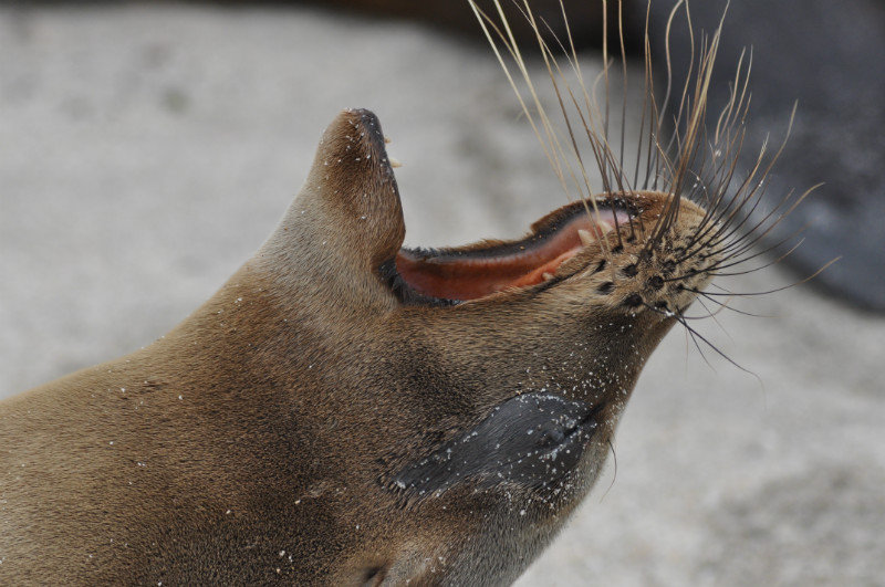 Sea lion yawning
