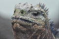 Grumpy marine iguana
