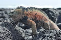 Marine iguana trying to find the best rock