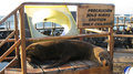Sea lions can't read Spanish or English