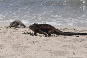 Marine iguana drive-by