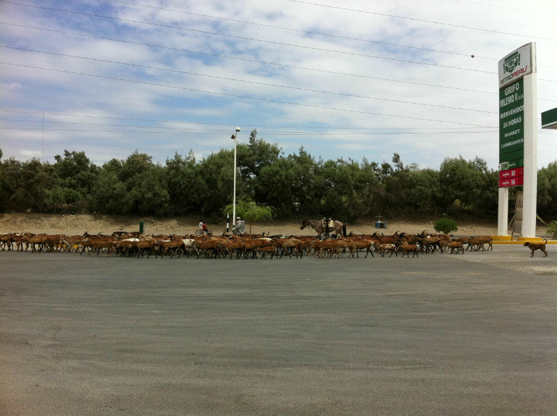 Typical moments on the bike - 4. Animals being herded through the petrol station