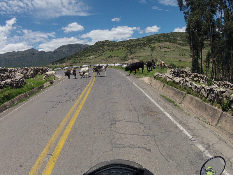 Typical moments on the bike - 2. Animals crossing the road