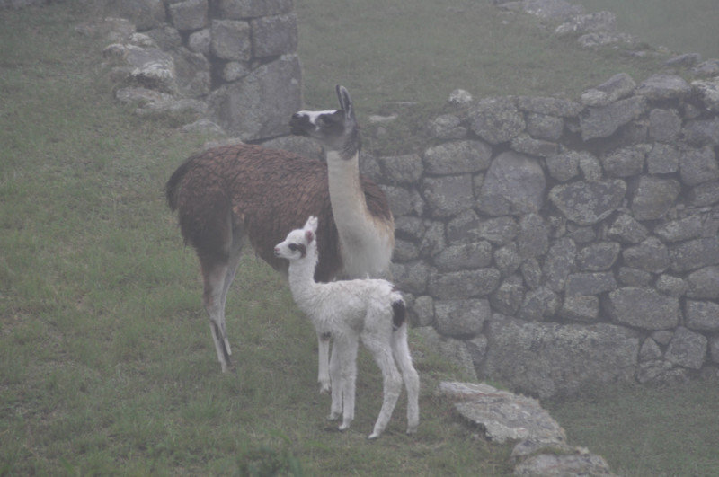 Llamas eyeing off the tourists in misty Machu Picchu