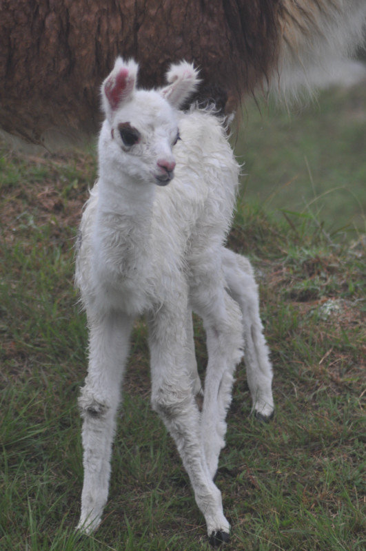 Baby llama!