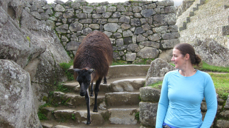 Llamas have right of way at Machu Picchu