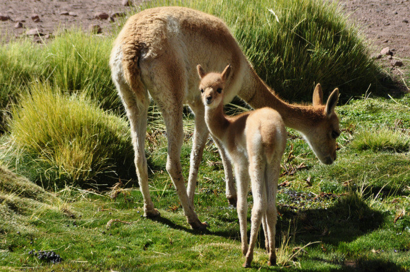 Baby vicuna with his mummy