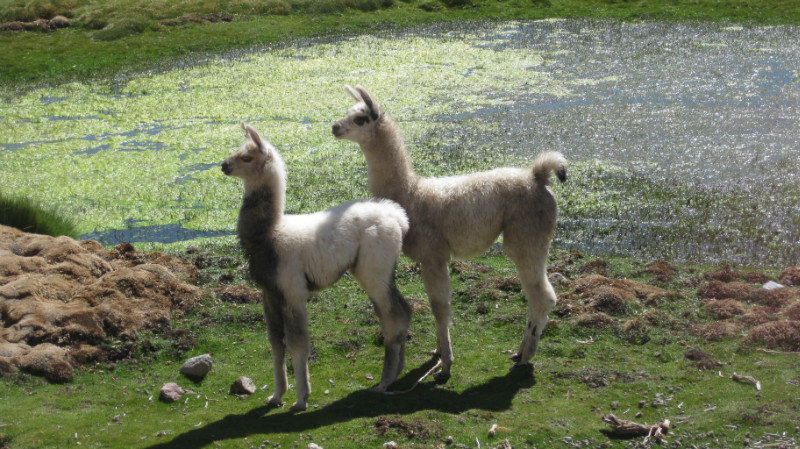 Llamas posing for photos