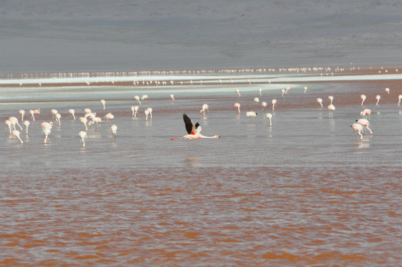 Thousands of flamingos in Bolivia