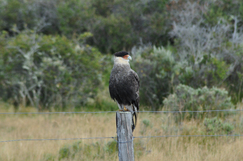 Caracara on the way to Torres del Paine - aka Sam the Eagle muppet
