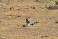 Patagonian fox