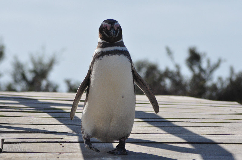 Punta Tombo's Magellan penguin colony