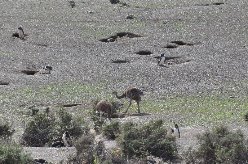 Rheas (like emus)