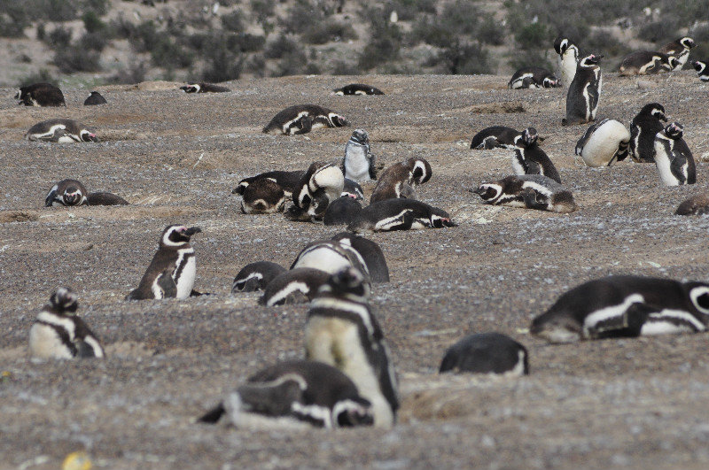 So many penguins at Punta Tombo
