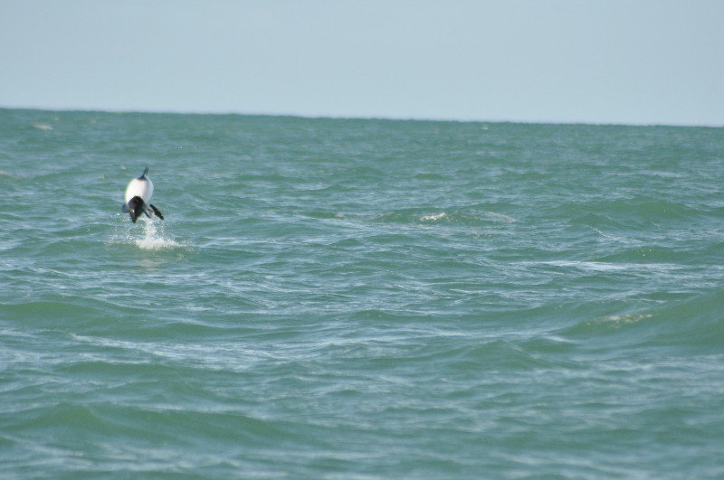Panda dolphin heading for our boat