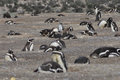 So many penguins at Punta Tombo