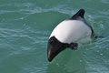 Unusual paint job on the Commerson's dolphins