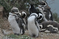 Zombie penguin (juveniles molting their baby feathers)