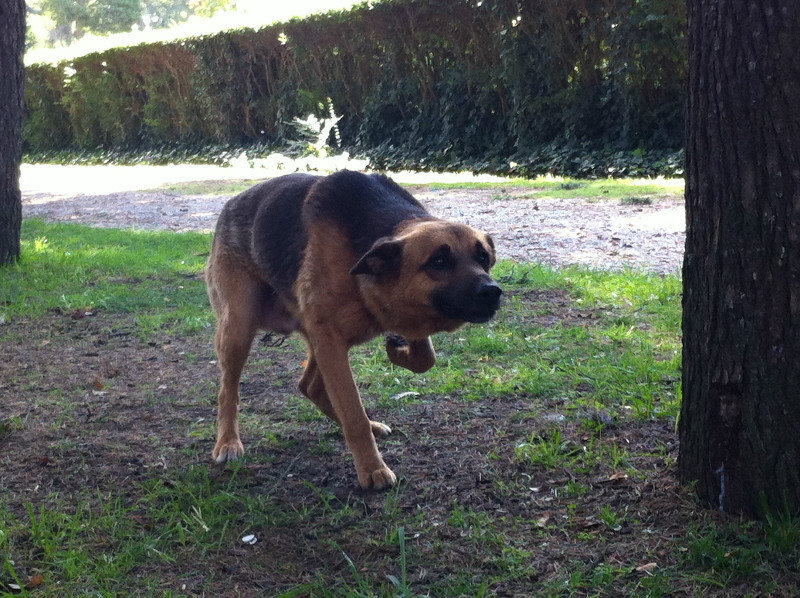 Stray dog chasing pinecones in Mar del Plata