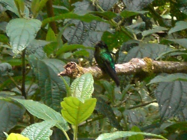 Ein Kolibri