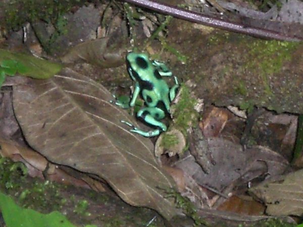Poison frog1