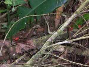 The strawberry poison frog1