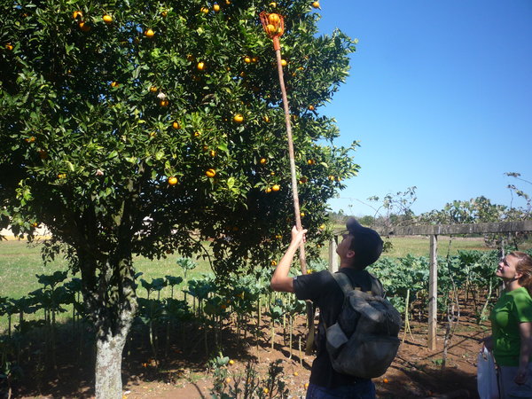 Catching sweet oranges:-)