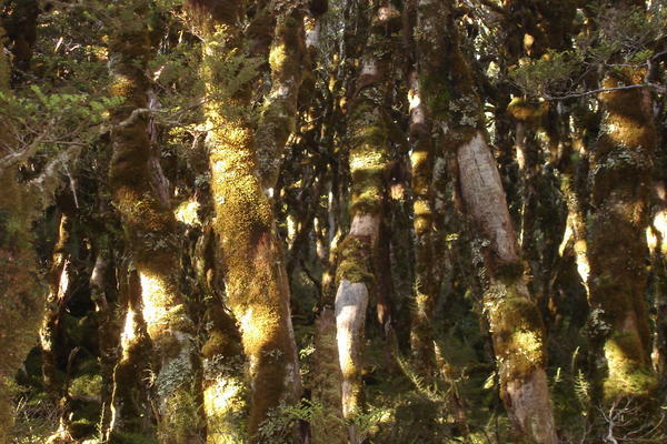The beech forest