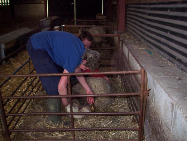 Rich and his mom helping the ewe give birth