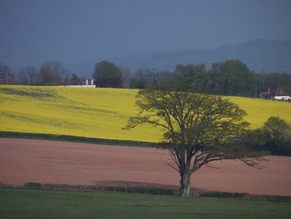 Beautiful English rape seed fields