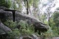 Whale Rock - on a bush walk by our house in Epping