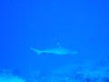 Steering clear of the white tip reef shark