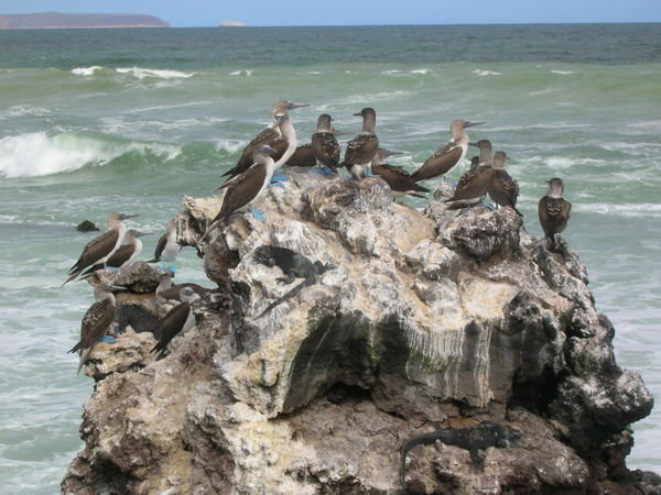 Lots of blue footed boobies!