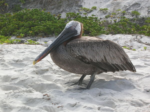 A big brown pelican