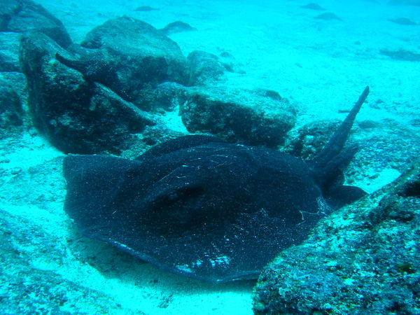 Large ray on our dive by Floreana