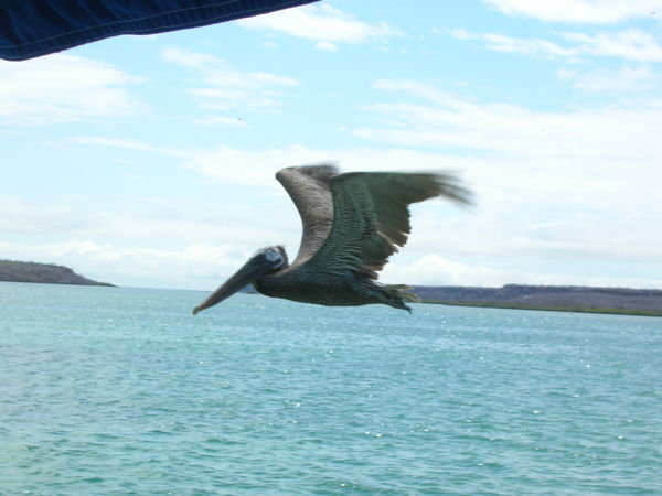 A pelican escorting our boat