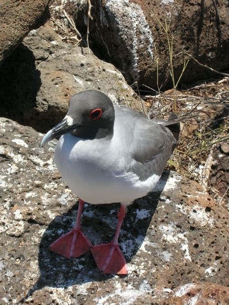 Swallow tailed gull with cool red eyeliner!