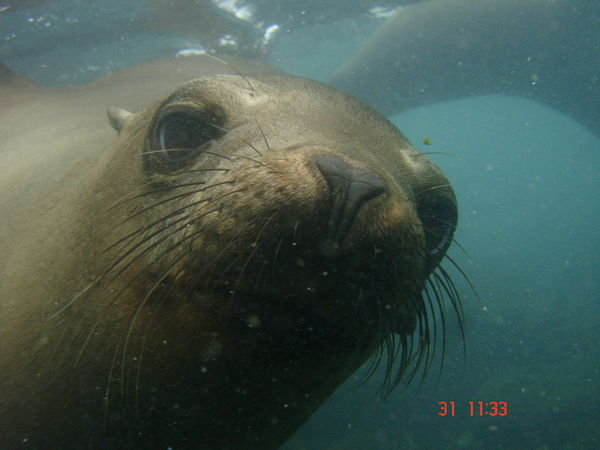 Nosy sea lion