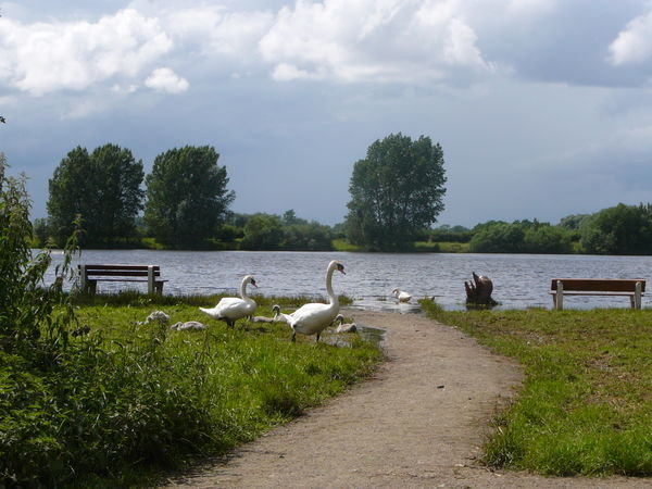 Draycott - Swans