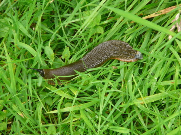 Giant slugs