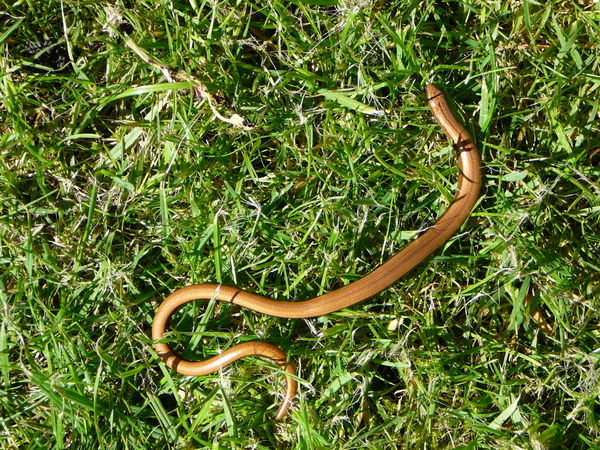 Barrow - Slowworms in Nicola's garden