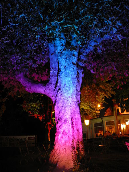Friedrichshafen - Coloured trees