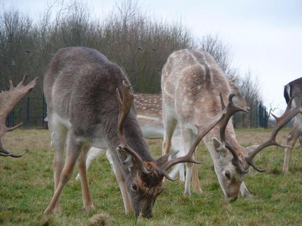 Richmond Park - Deers
