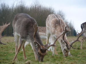 Richmond Park - Deers