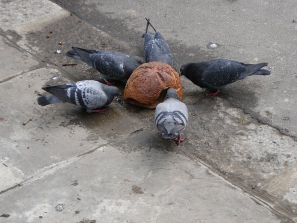 Pidgeons eating a turtle