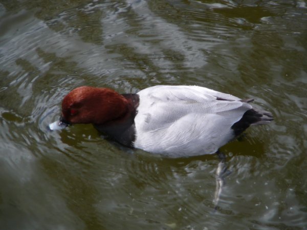 Evil red eyed duck